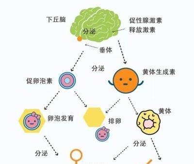 母乳形成过程是什么？形成过程内容是什么？