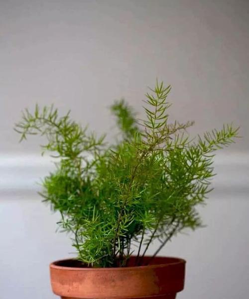 办公桌上放植物推荐是什么？植物推荐是什么？