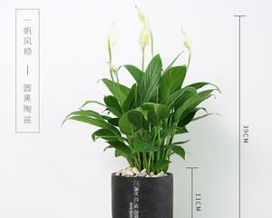 什么花可以吸甲醛吸味道？如何选择有效的室内空气净化植物？