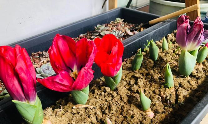 郁金香种子怎么种？种植郁金香的步骤和注意事项是什么？