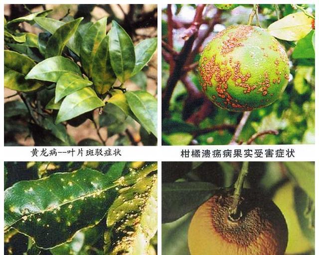 柑橘施肥一体机最新价格表在哪里查看？