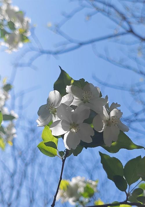 梨花苹果手机拍照好看的秘诀是什么？